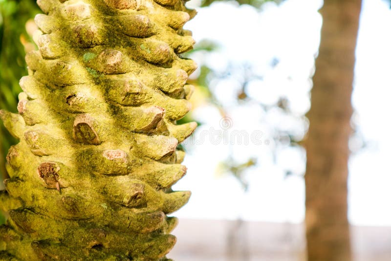 O corpo da palmeira era ramo e musgo cortados no corpo fotografia de stock O corpo da palmeira era ramo e musgo cortados no corpo fotografia de stock