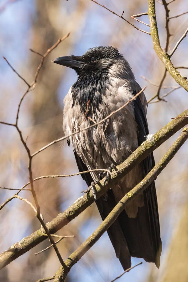 O corvo cinzento senta-se em um ramo e anticipa-se orgulhosamente Dia de mola morno no parque fotografia de stock O corvo cinzento senta-se em um ramo e anticipa-se orgulhosamente Dia de mola morno no parque fotografia de stock