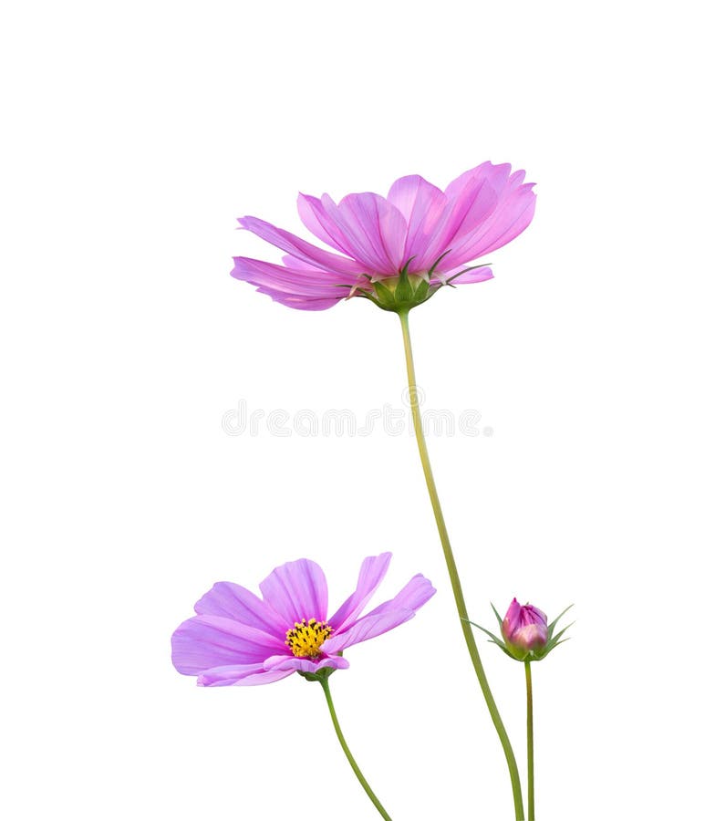 O cosmos cor-de-rosa floresce o cosmos Bipinnatus isolado no fundo branco, trajeto imagens de stock