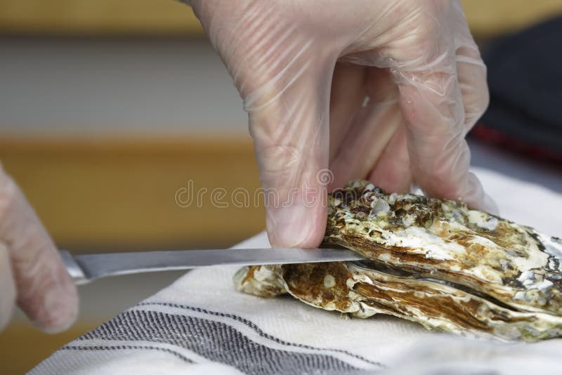 O cozinheiro abre a ostra com uma faca imagens de stock royalty free O cozinheiro abre a ostra com uma faca imagens de stock royalty free
