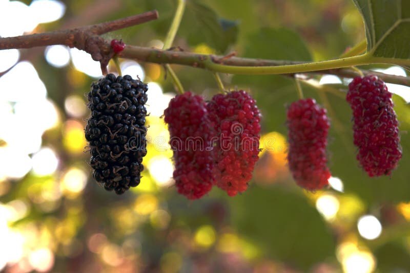 O crescimento de fruto da amoreira acima no jardim em casa, olha fresco e saboroso foto de stock royalty free O crescimento de fruto da amoreira acima no jardim em casa, olha fresco e saboroso foto de stock royalty free