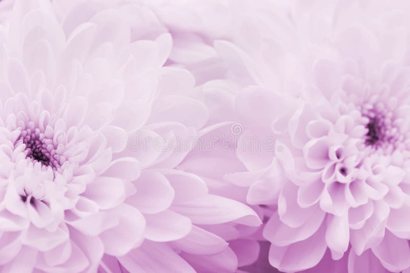 O crisântemo floresce para o fundo, textura floral bonita, tonificação retro, cor cor-de-rosa