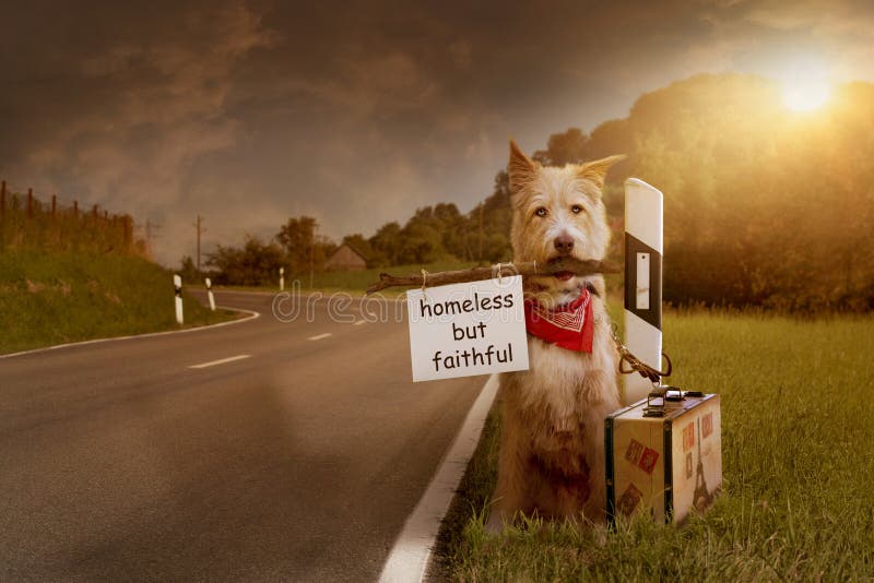 O cão abandonado senta-se amarrado com a mala de viagem na estrada imagens de stock O cão abandonado senta-se amarrado com a mala de viagem na estrada imagens de stock