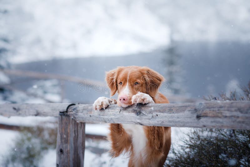 O cão anunciando do perdigueiro do pato de Nova Scotia em montanhas do inverno imagem de stock royalty free O cão anunciando do perdigueiro do pato de Nova Scotia em montanhas do inverno imagem de stock royalty free
