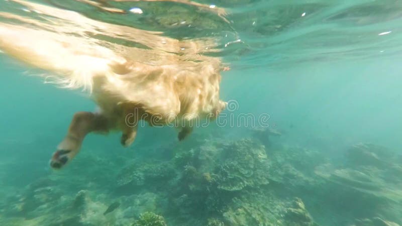 O cão bege, Labrador, flutua no mar entre recifes de corais Vista sob a água