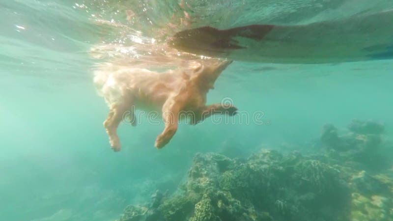 O cão bege, Labrador, flutua no mar entre recifes de corais Vista sob a água