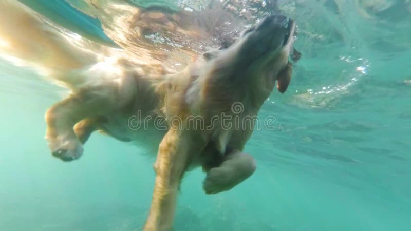 O cão bege, Labrador, flutua no mar entre recifes de corais Vista sob a água