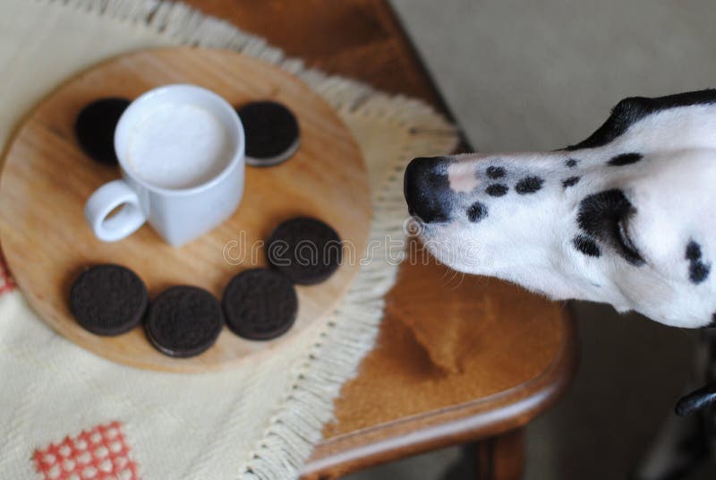 Dalmatian dog reach for cup of coffee and cookies. Close-up. Dalmatian dog reach for cup of coffee and cookies. Close-up