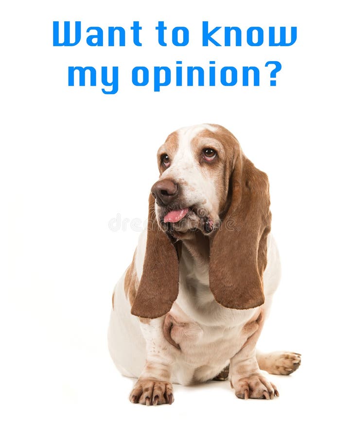 O cão de basset de assento que faz uma cara engraçada que cola sua língua para fora com o ` do texto quer conhecer meu o fotos de stock royalty free O cão de basset de assento que faz uma cara engraçada que cola sua língua para fora com o ` do texto quer conhecer meu o fotos de stock royalty free