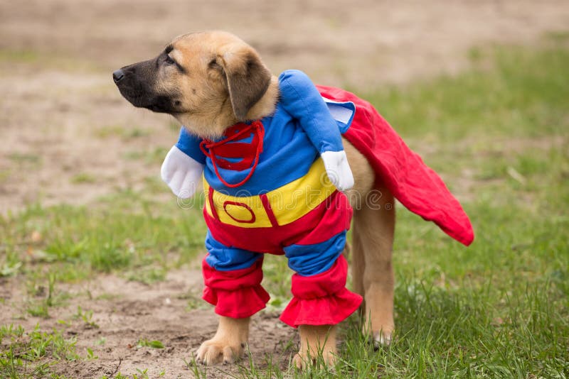 O cão de cachorrinho orgulhoso marrom bonito engraçado no superman traja fora