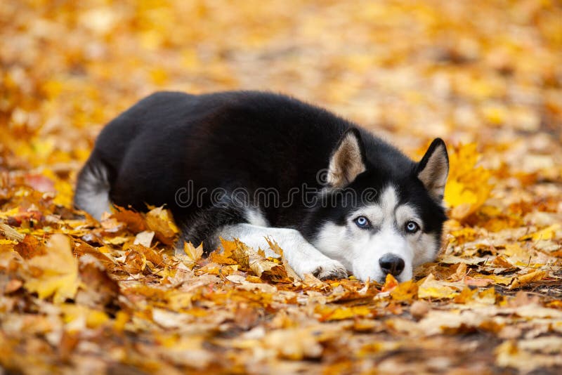 O cão de puxar trenós Siberian de olhos azuis preto e branco bonito encontra-se nas folhas de outono amarelas Cão alegre do outon fotos de stock royalty free O cão de puxar trenós Siberian de olhos azuis preto e branco bonito encontra-se nas folhas de outono amarelas Cão alegre do outon fotos de stock royalty free