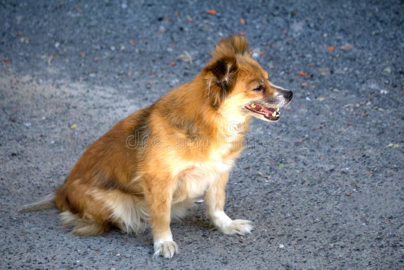 O cão disperso desabrigado abandonado vermelho está encontrando-se na rua Cão abandonado triste pequeno no passeio O cão disperso imagem de stock O cão disperso desabrigado abandonado vermelho está encontrando-se na rua Cão abandonado triste pequeno no passeio O cão disperso imagem de stock