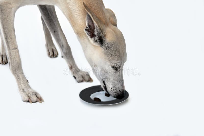 O cão do cão de corrida come secretamente o alimento delicioso de uma placa fotografia de stock O cão do cão de corrida come secretamente o alimento delicioso de uma placa fotografia de stock