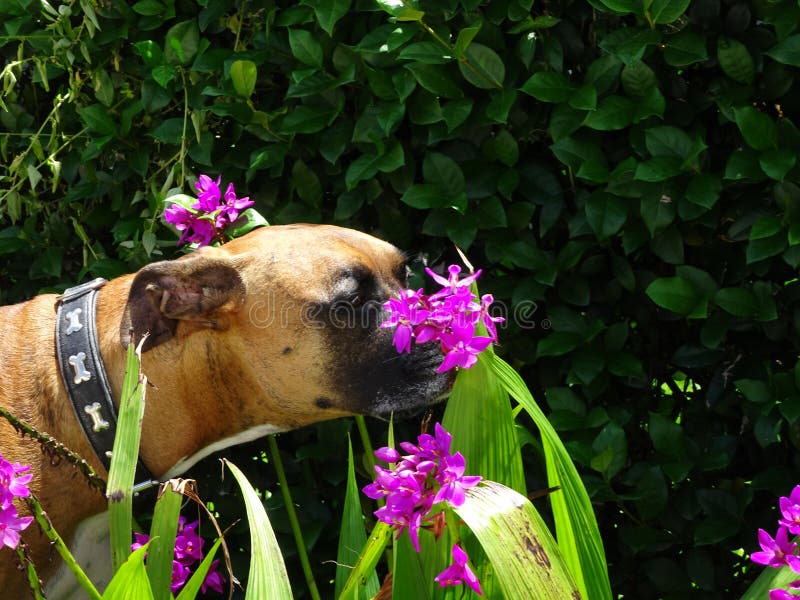 o cão do pugilista aspira as orquídeas no pátio traseiro foto de stock o cão do pugilista aspira as orquídeas no pátio traseiro foto de stock