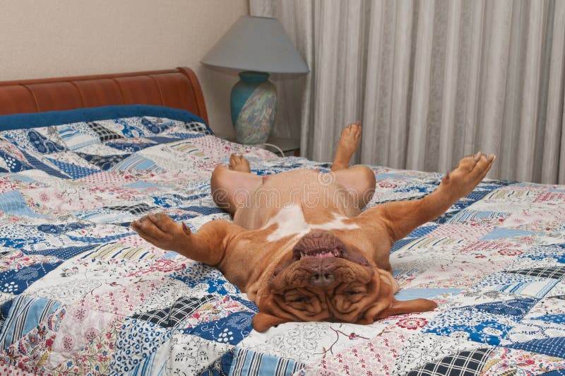 O cão está encontrando-se upside-down na cama do mestre O cão está encontrando-se upside-down na cama do mestre