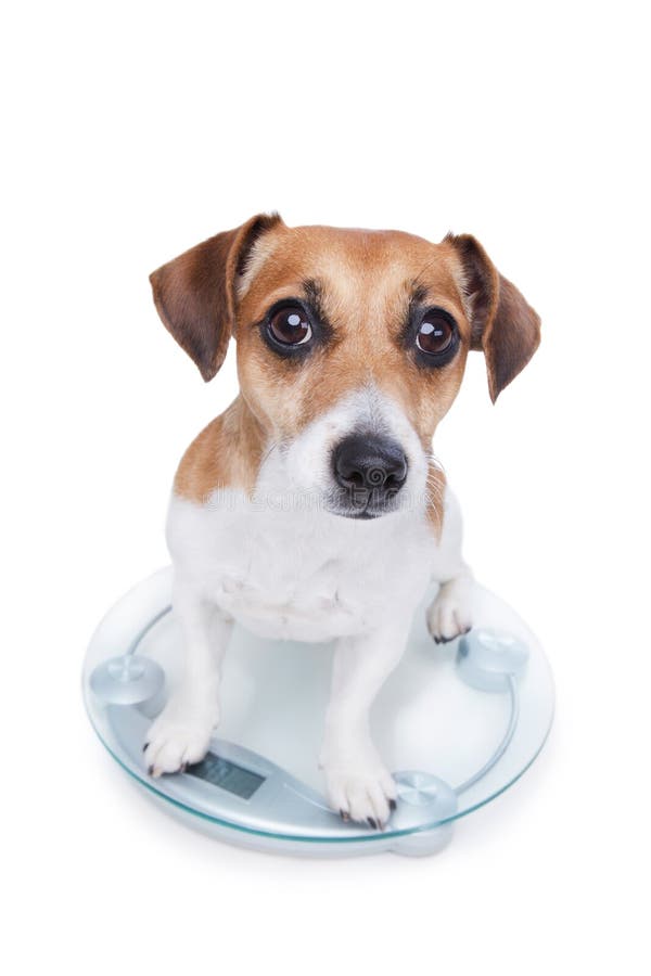 Puppy sits on the scales and looks into the camera. Puppy sits on the scales and looks into the camera