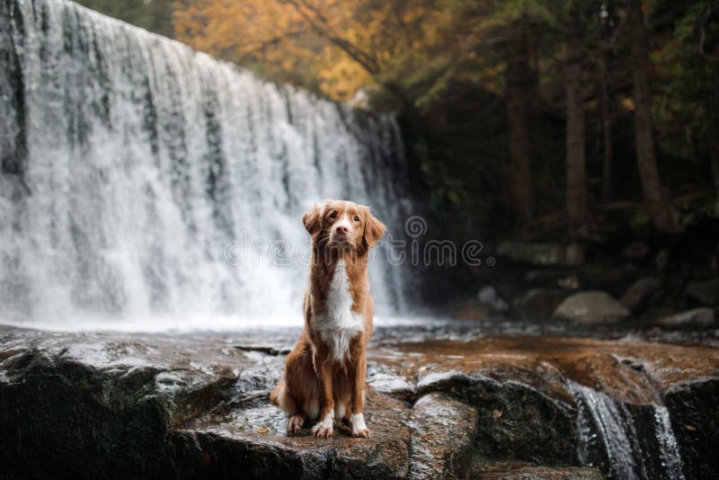 O cão na cachoeira Animal de estimação na natureza fora da casa Pouco perfil do cão do rio fotografia de stock royalty free O cão na cachoeira Animal de estimação na natureza fora da casa Pouco perfil do cão do rio fotografia de stock royalty free