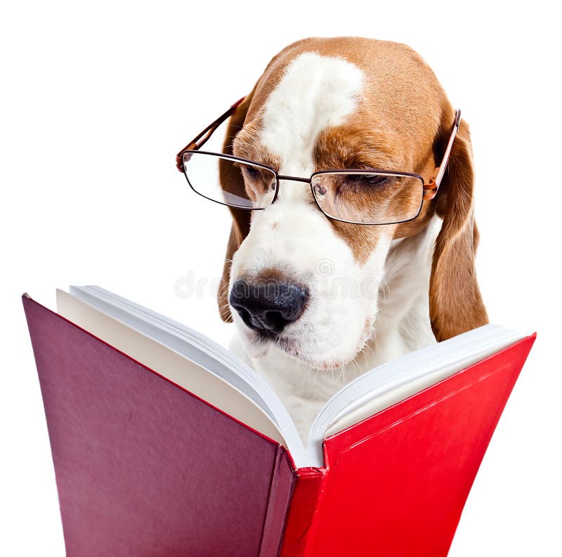O cão nos vidros lê o livro vermelho imagem de stock royalty free O cão nos vidros lê o livro vermelho imagem de stock royalty free
