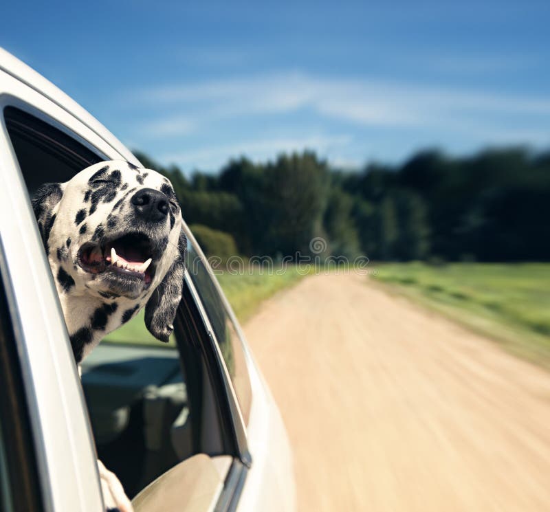 O cão olha fora da janela de carro
