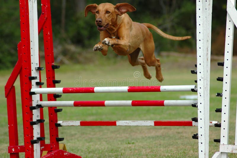 O cão que salta na agilidade O cão que salta na agilidade