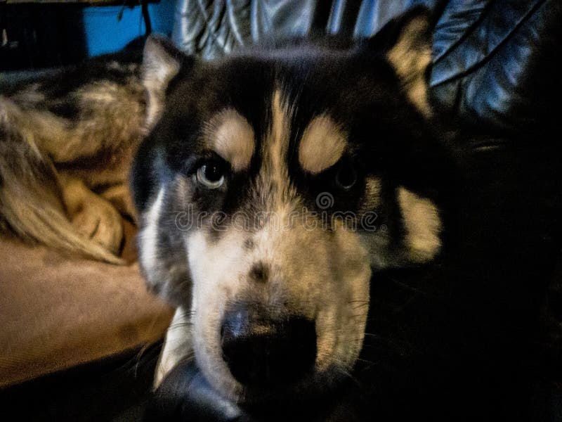O cão ronco de Sibirian não é divertido sobre este fotografia de stock O cão ronco de Sibirian não é divertido sobre este fotografia de stock