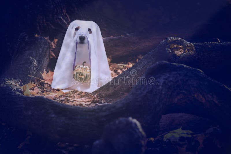 O cão sob o traje geral branco do fantasma bonito que guarda a Jack-o-lanterna de Dia das Bruxas cinzelou a abóbora no nariz foto de stock O cão sob o traje geral branco do fantasma bonito que guarda a Jack-o-lanterna de Dia das Bruxas cinzelou a abóbora no nariz foto de stock