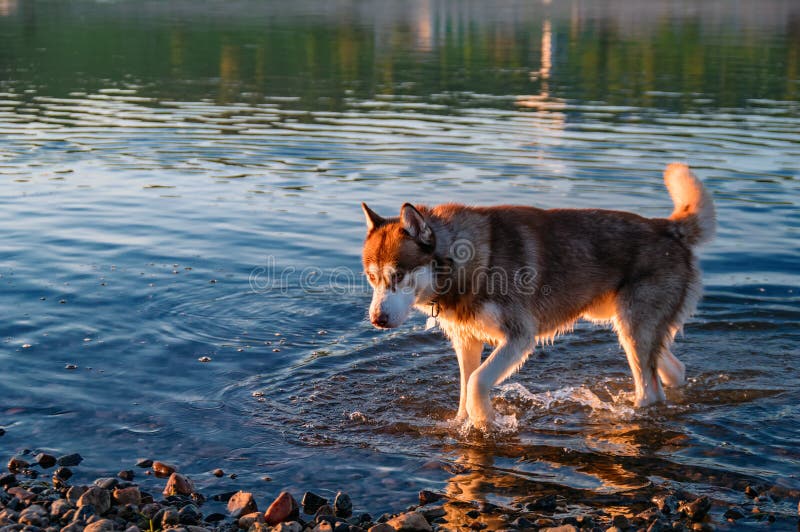 O cão vermelho do cão de puxar trenós Siberian sai da água na praia ensolarada Nivelando a caminhada com o cão na natureza sobre fotos de stock O cão vermelho do cão de puxar trenós Siberian sai da água na praia ensolarada Nivelando a caminhada com o cão na natureza sobre fotos de stock
