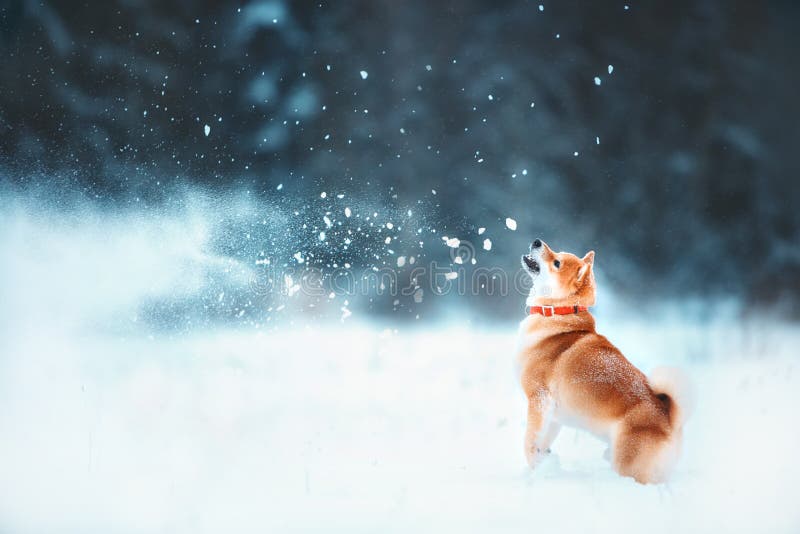 Red siba dog runs on the slope. Sunny winter snow-covered forest with warm evening light are playing the snow at the winter. Red siba dog runs on the slope. Sunny winter snow-covered forest with warm evening light are playing the snow at the winter