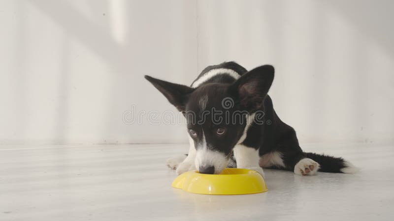 O córgi preto e branco engraçado come em casa foto de stock royalty free