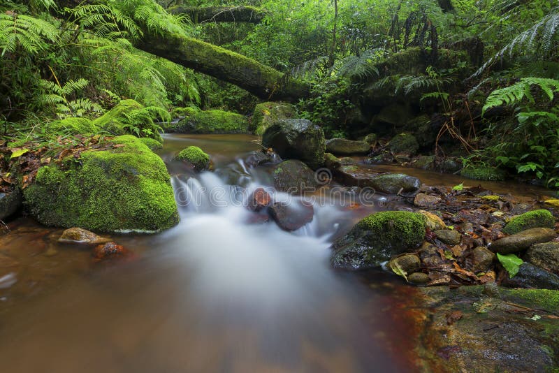 O córrego pequeno na floresta que corre através do musgo cobriu cotoes e rochas de árvore foto de stock O córrego pequeno na floresta que corre através do musgo cobriu cotoes e rochas de árvore foto de stock