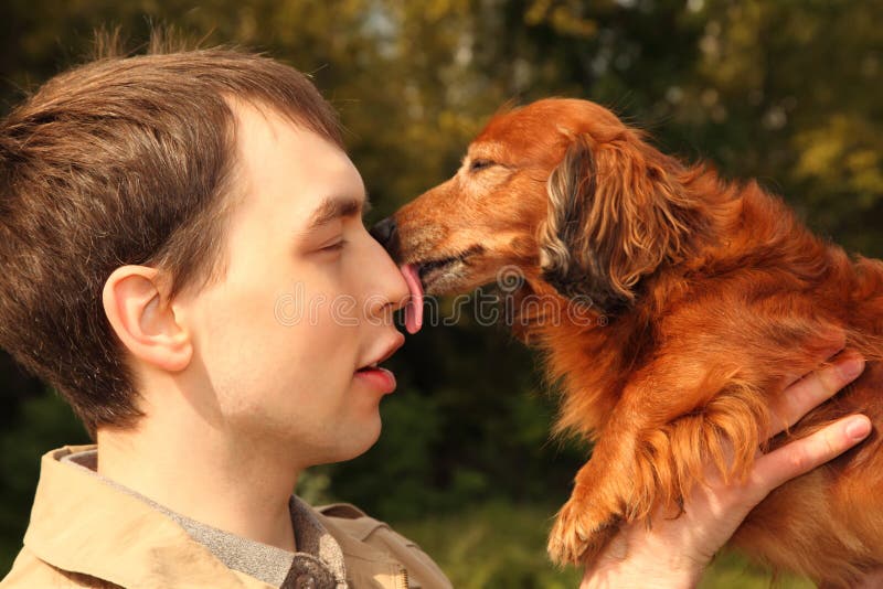 O Dachshund lambe o homem no nariz fotos de stock O Dachshund lambe o homem no nariz fotos de stock