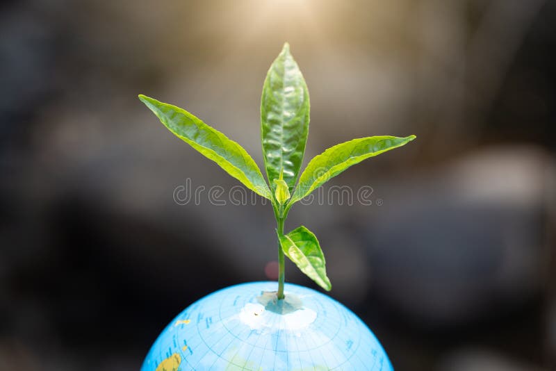 O dia de ambiente de mundo, árvores verdes novas que crescem no globo com gota sobre o ambiente da luz solar do verde e da manhã