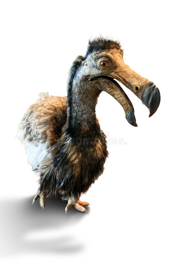 The dodo (Raphus cucullatus), an extinct flightless bird that was endemic to the island of Mauritius, isolated on white. The dodo (Raphus cucullatus), an extinct flightless bird that was endemic to the island of Mauritius, isolated on white