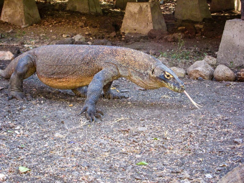 O dragão de Komodo, súbitos bifurcou-se língua, ilha de Rincha, flores, Indonésia fotos de stock O dragão de Komodo, súbitos bifurcou-se língua, ilha de Rincha, flores, Indonésia fotos de stock
