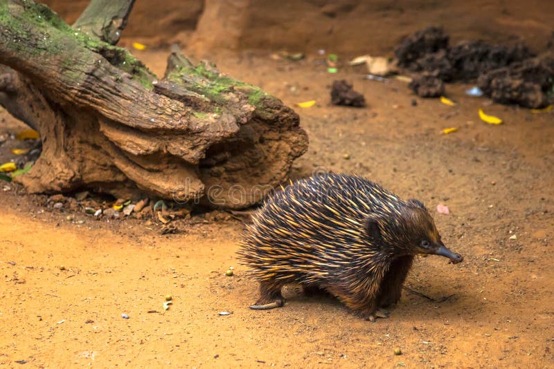 Download O Echidna australiano foto de stock. Imagem de anteater - 65579798