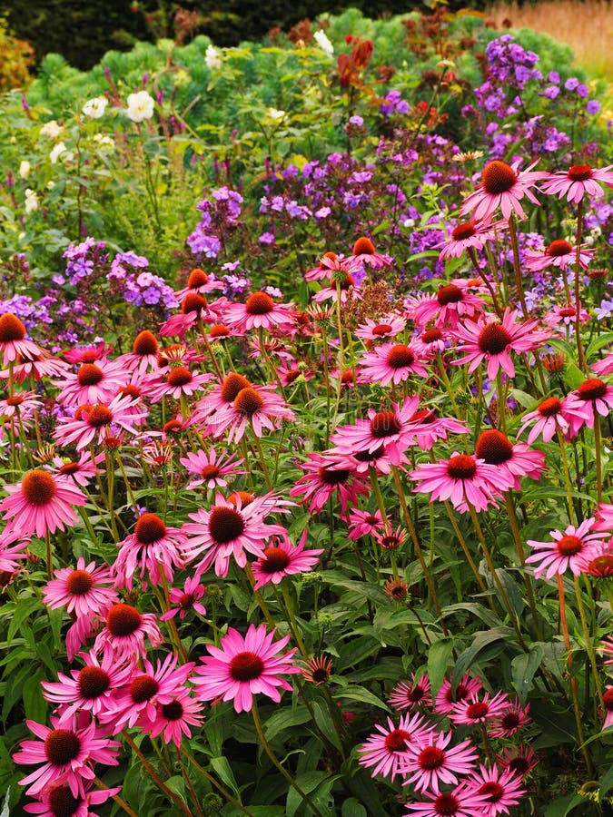 O Echinacea cor-de-rosa floresce na parte dianteira da beira inglesa do jardim da casa de campo fotografia de stock royalty free O Echinacea cor-de-rosa floresce na parte dianteira da beira inglesa do jardim da casa de campo fotografia de stock royalty free