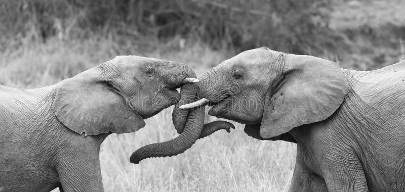 O elefante dois cumprimenta afetuoso com ondulação e os troncos tocantes