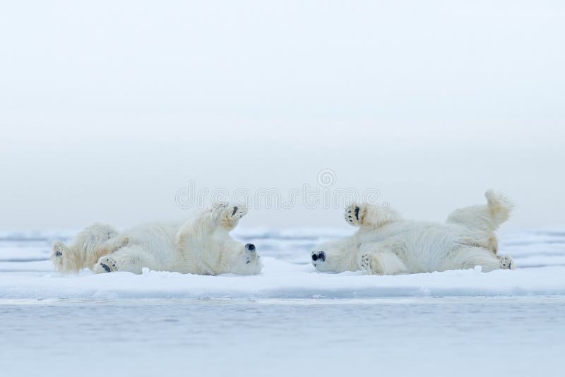 O encontro do urso dois polar relaxa no gelo de tração com neve, animais brancos no habitat da natureza, Canadá