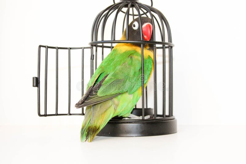 O escape Papagaio em uma gaiola com um estar aberto