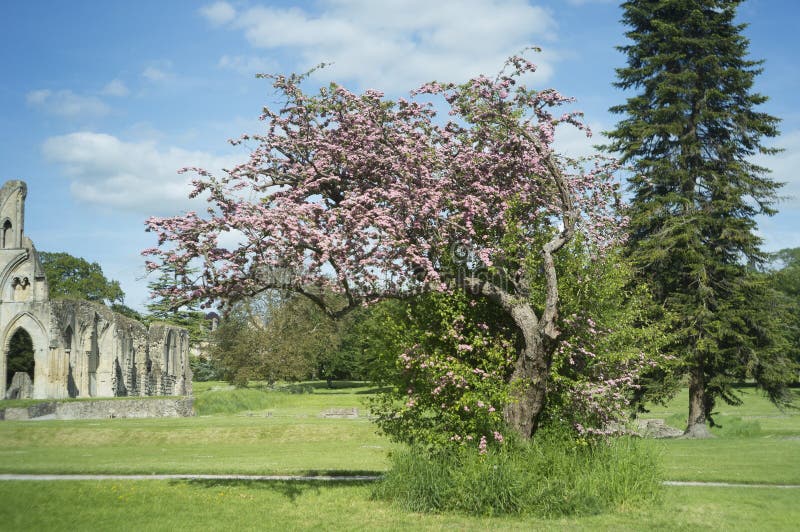 The Holy Thorn, in the grounds of Glastonbury Abbey. The Holy Thorn, in the grounds of Glastonbury Abbey.