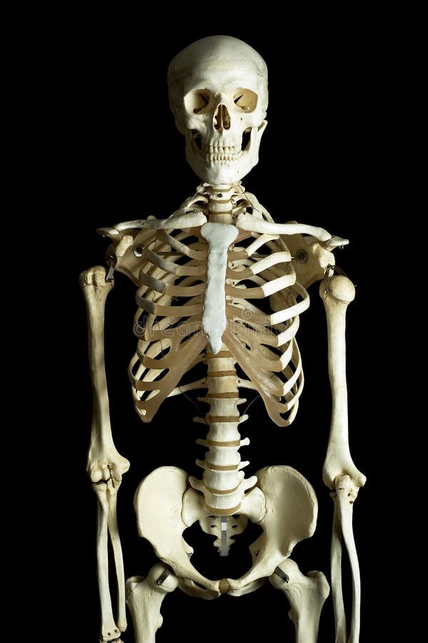 O esqueleto humano imagem de stock royalty free O esqueleto humano imagem de stock royalty free