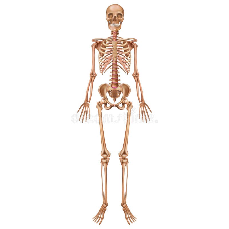 O esqueleto humano Vista frontal Anatomia ilustração do vetor O esqueleto humano Vista frontal Anatomia ilustração do vetor