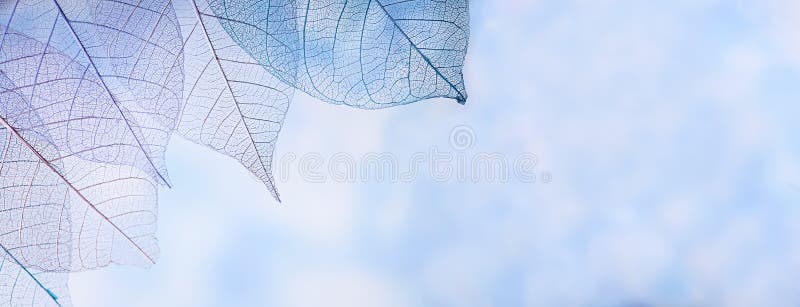 O esqueleto sae no fundo blured, fim acima foto de stock O esqueleto sae no fundo blured, fim acima foto de stock