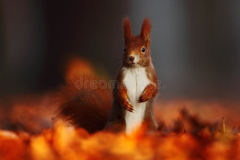 O esquilo vermelho bonito com orelhas pontiagudas come uma porca na cena alaranjada do outono com a floresta decíduo agradável no fotos de stock royalty free O esquilo vermelho bonito com orelhas pontiagudas come uma porca na cena alaranjada do outono com a floresta decíduo agradável no fotos de stock royalty free
