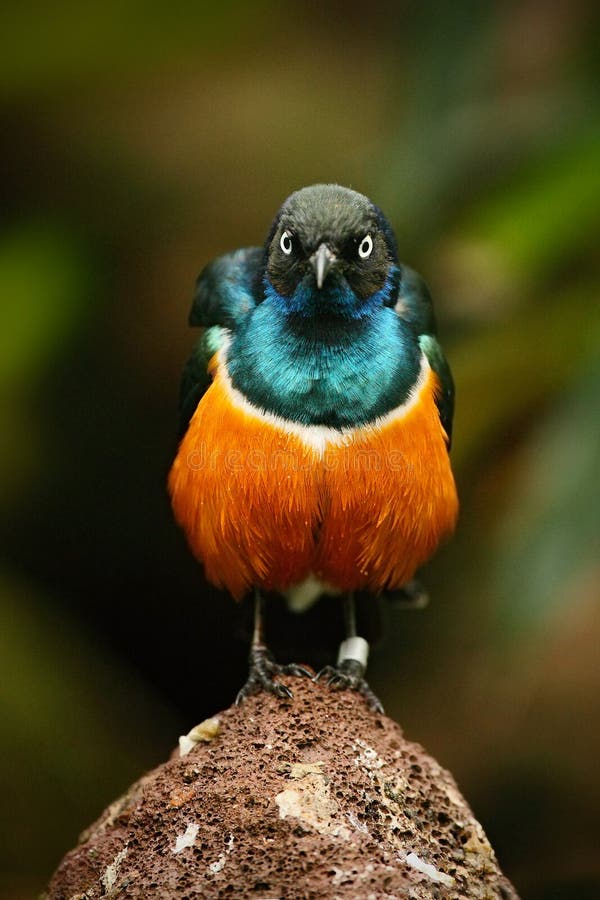 O estorninho magnífico, o pássaro azul e alaranjado exótico, cara a cara vista, sentando-se na pedra, encontraram em Sudão do sud fotos de stock O estorninho magnífico, o pássaro azul e alaranjado exótico, cara a cara vista, sentando-se na pedra, encontraram em Sudão do sud fotos de stock