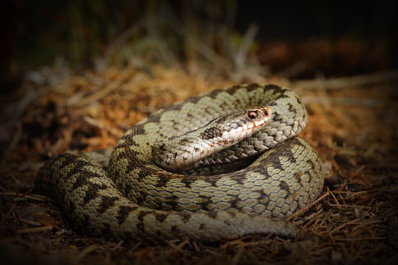 O europeu cruzou a víbora, serpente na terra da floresta foto de stock O europeu cruzou a víbora, serpente na terra da floresta foto de stock