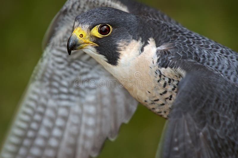 O falcão do peregrino agita as asas fotografia de stock O falcão do peregrino agita as asas fotografia de stock