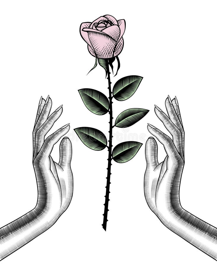 O fată care ține trandafiri albi. vector illustration