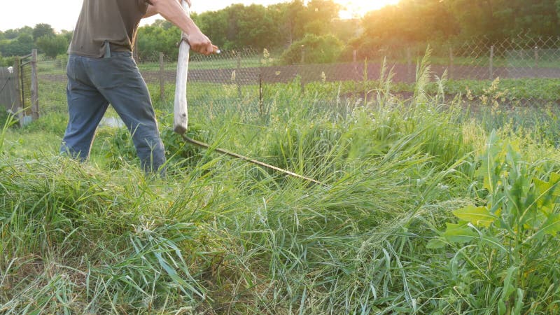 O fazendeiro do homem forte sega uma grama verde com a foice da mão no fundo do sol de ajuste Fa?a feno a colheita