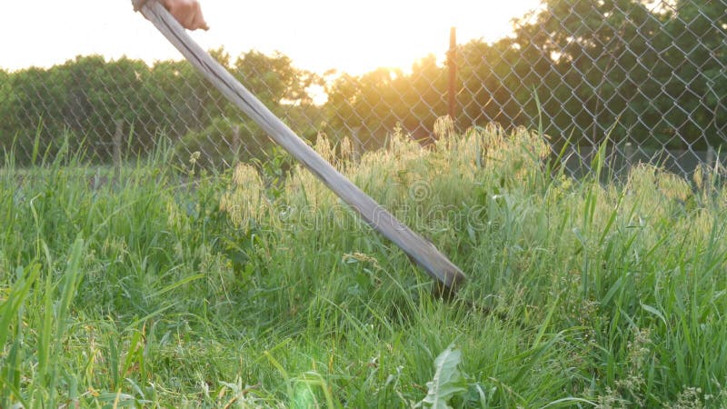 O fazendeiro do homem forte sega uma grama verde com a foice da mão no fundo do sol de ajuste Fa?a feno a colheita